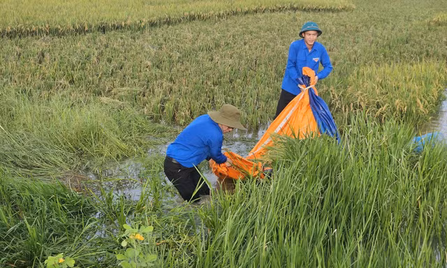 Thanh niên Thủ đô xuống đồng hỗ trợ bà con thu hoạch lúa sau bão