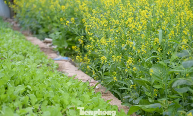 Hà Nội: Dạo chơi trên cánh đồng rực rỡ sắc vàng hoa cải 