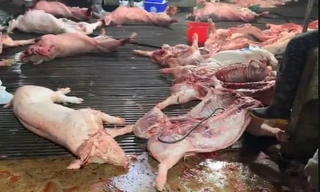 Hà Nội: Khởi tố 8 đối tượng trong đường dây buôn bán 300 tấn lợn mắc dịch tả lợn châu Phi