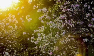 Hoa ban bung nở ngập tràn Điện Biên 