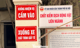 Vụ tiêu thụ gần 300 tấn lợn bệnh ở Hà Nội: Thu giữ cuốn sổ ghi chép việc ăn chia tiền 'làm luật' 