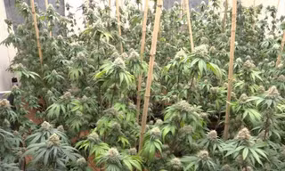 Căn nhà hoang ở Hà Nội bị biến thành 'trang trại' cần sa