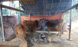 Đưa quy định cấm thả rông gia súc vào hương ước để phòng chống rét hại