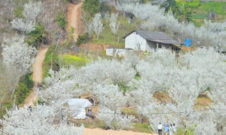 Hoa mận phủ trắng cao nguyên Bắc Hà