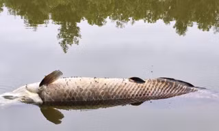 Cá 'khủng' nghi hải tượng long Amazon chết nổi trên hồ nước ở Đà Nẵng