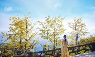 "Tôi từng xem những hàng cây vàng ở Hàn Quốc nhưng chưa có dịp đi. Đến Sa Pa vào đúng mùa này, tôi thấy cảnh đẹp chẳng kém gì phim Hàn. Chỉ cần đứng nhẹ dưới tán cây là có ngay tấm ảnh rất lãng mạn", một du khách đến từ Hà Nội chia sẻ.