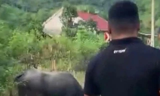 Bé gái 4 tuổi bị trâu húc tử vong ở Nghệ An , gia đình gặp khó khăn