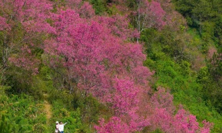 Loài hoa báo Tết của người H'Mông bung nở khắp núi rừng