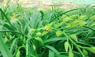 Nông dân vùng cao đưa địa lan Tết xuống núi tránh rét tái tê