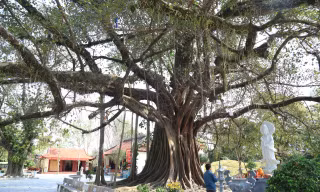 Ngắm quần thể ba cây đại thụ quấn chặt vào nhau