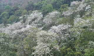 Ngắm quần thể ban cổ thụ hiếm có giữa núi rừng Tây Bắc