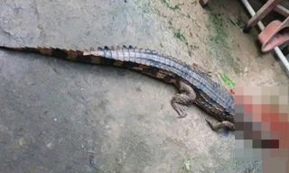 Vụ cá sấu sổng chuồng cắn chân thầy giáo: Người nuôi bị phạt hơn 300 triệu đồng