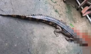 Vụ cá sấu sổng chuồng cắn chân thầy giáo: Người nuôi bị phạt hơn 300 triệu đồng