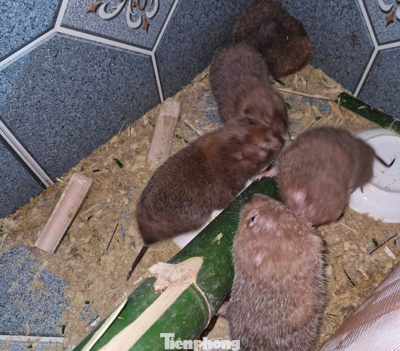 Очікується, що модель вирощування бамбукових щурів допоможе місцевому населенню вийти з бідності. tp-8.jpg