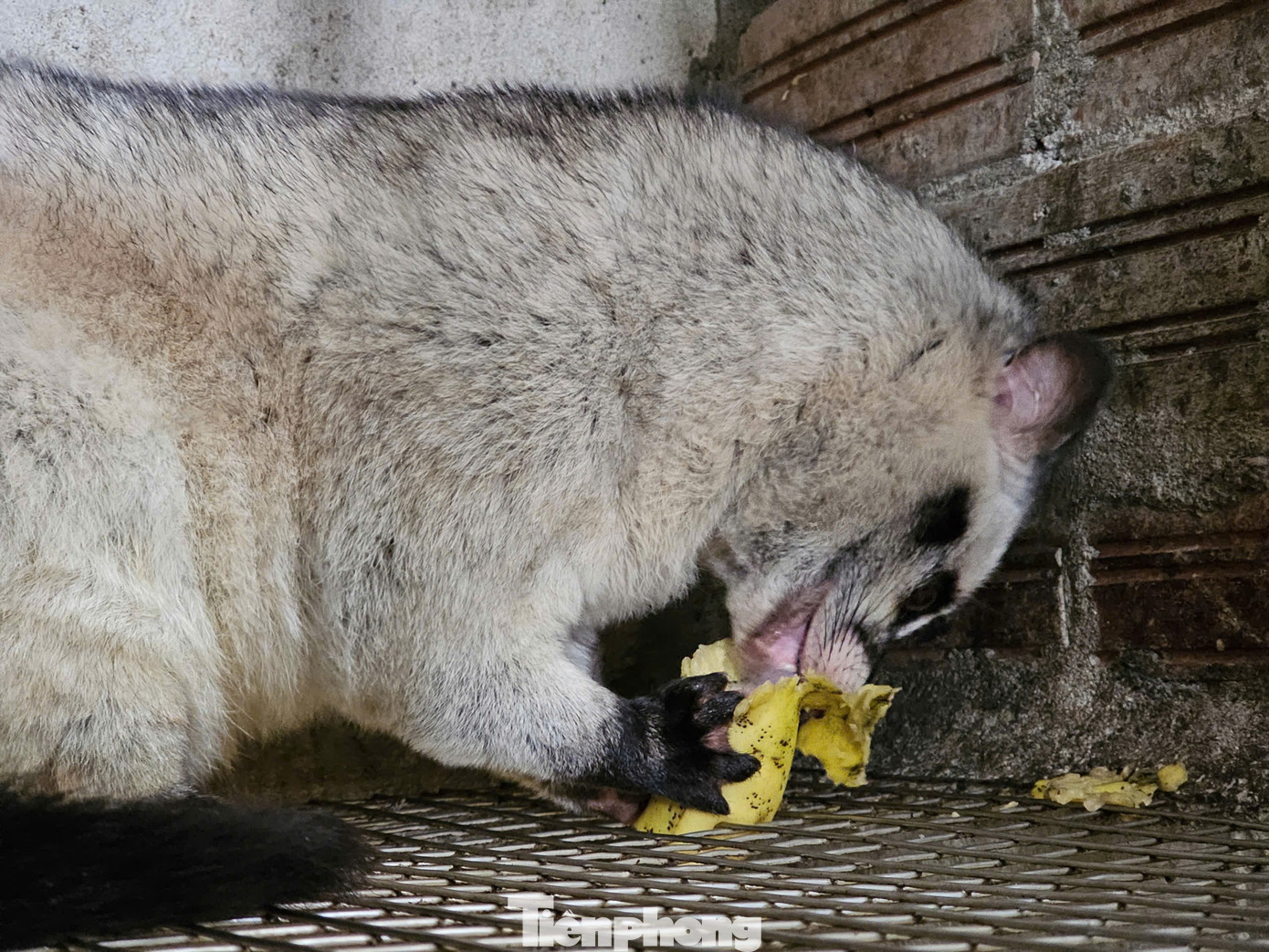 Η διατροφή της μοσχογαλιάς αποτελείται κυρίως από λαχανικά και φρούτα, τα οποία δεν είναι ακριβά. tp-3716649514703720898-1.jpg