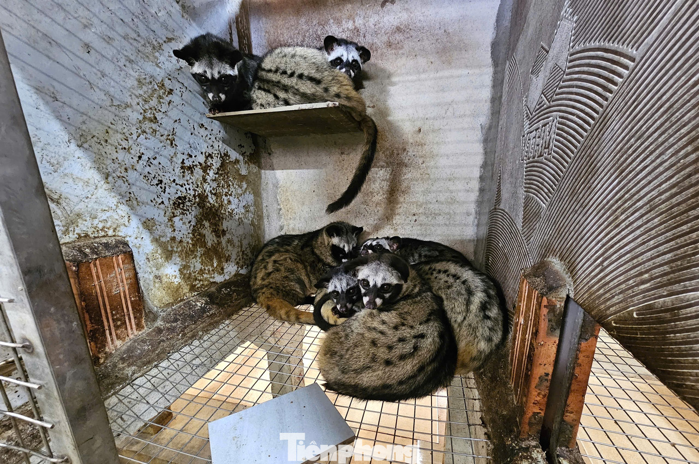 Χάρη στις καλές τεχνικές, οι μοσχογαλές στο αγρόκτημα ευδοκιμούν, παρέχοντας ένα σταθερό εισόδημα. tp-8d39a7ef9c8f13d14a9e.jpg