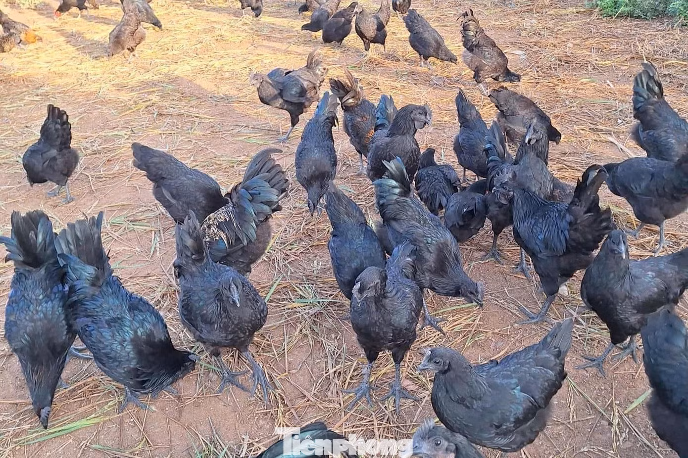 tp-l1244.jpg