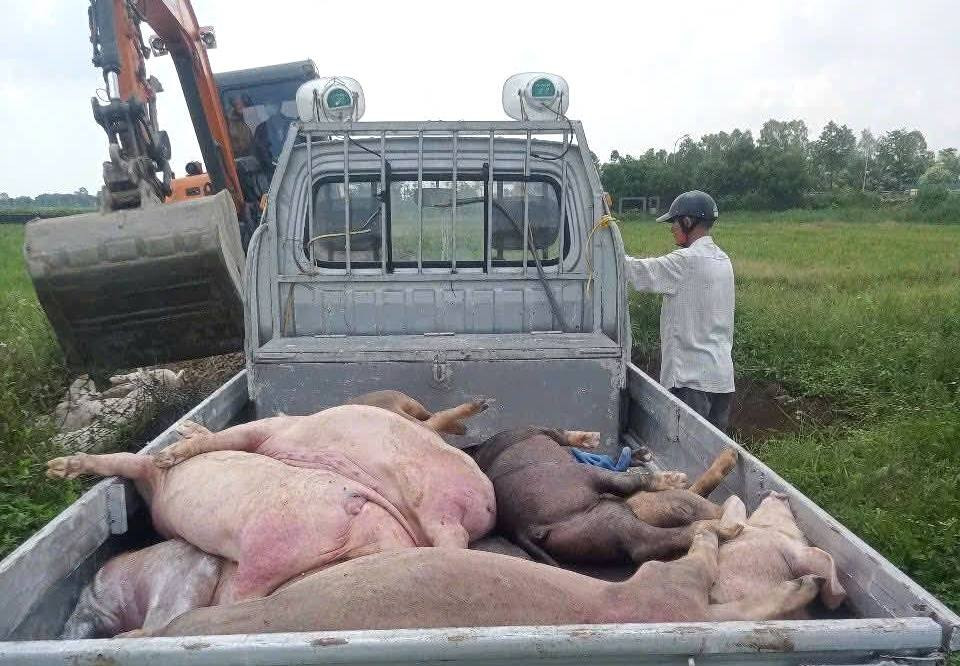 Nhiều xã ở tỉnh Nghệ An hiện cũng đã xuất hiện dịch bệnh tả lợn châu Phi. 515409261-122216597036153563-3821913805441470791-n.jpg