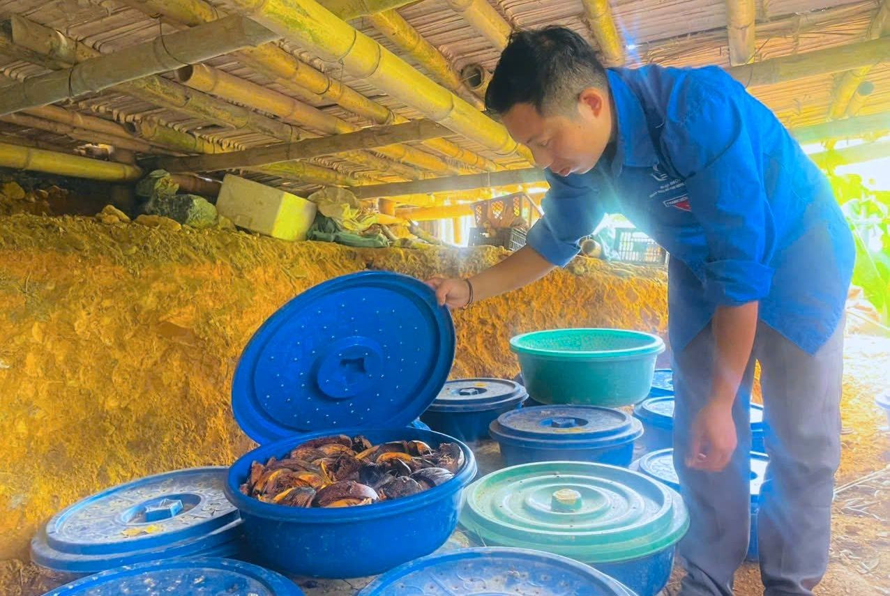 Pan Lo Thai San sprawdza doniczki z hodowlą robaków kokosowych. 548207816-122191920962360030-1994337745362715200-n.jpg