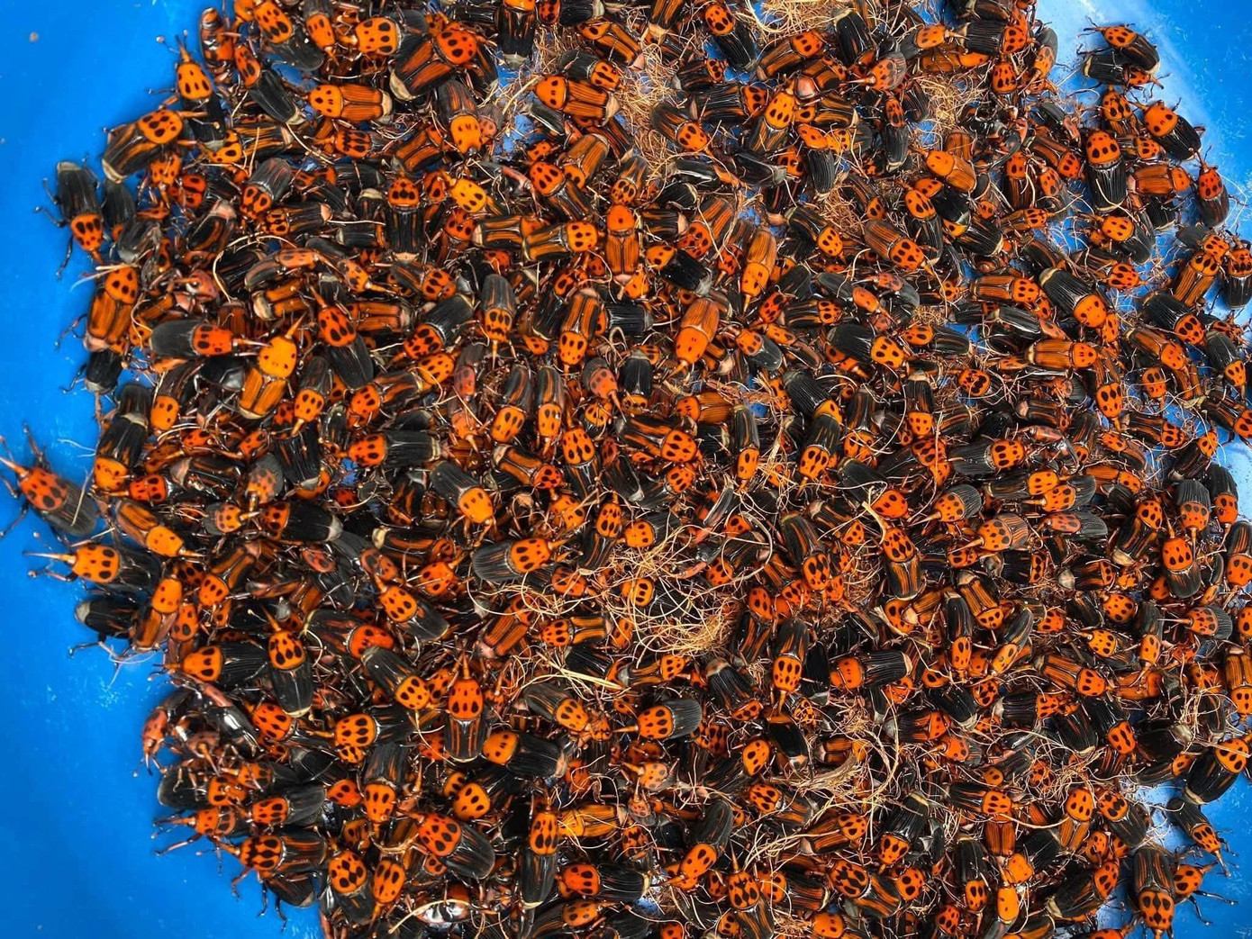 Początkowo pan San miał 20 par hodowlanych, a obecnie ma 30 doniczek, co zapewnia mu stały dochód. 555696597-122150644382409041-2799065208968553476-n.jpg