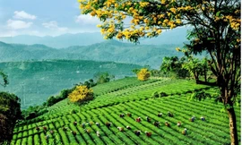 Lễ hội trà quốc tế 2025 - chuỗi hoạt động độc đáo kết nối văn hoá và động lực phát triển ngành trà 