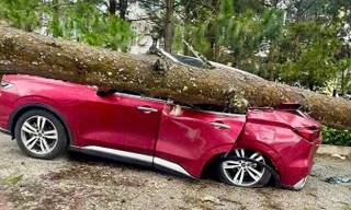 Lâm Đồng: Mưa lớn, gió mạnh quật đổ nhiều cây xanh, đè bẹp xe ô tô, tốc mái nhà