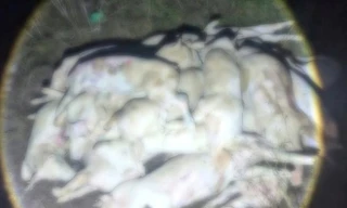 Kinh hãi hàng trăm con heo chết, nghi bị bệnh chuẩn bị đưa ra thị trường tiêu thụ