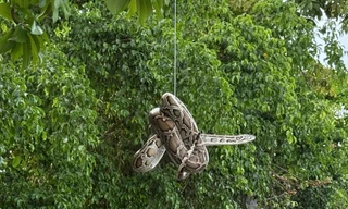 Phát hiện con trăn dài 2 mét gần bến tàu du lịch Nha Trang