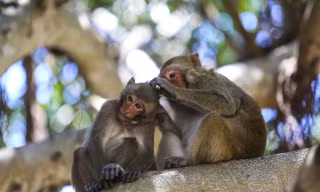 'Đột nhập' hòn đảo có hàng nghìn con khỉ ở Nha Trang 