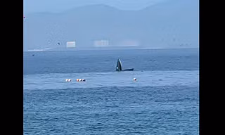 Cá voi săn mồi lại xuất hiện trong vịnh Nha Trang