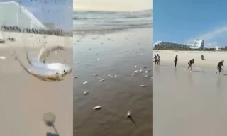 Hàng ngàn cá trích bất ngờ dạt vào bờ biển Khánh Hòa