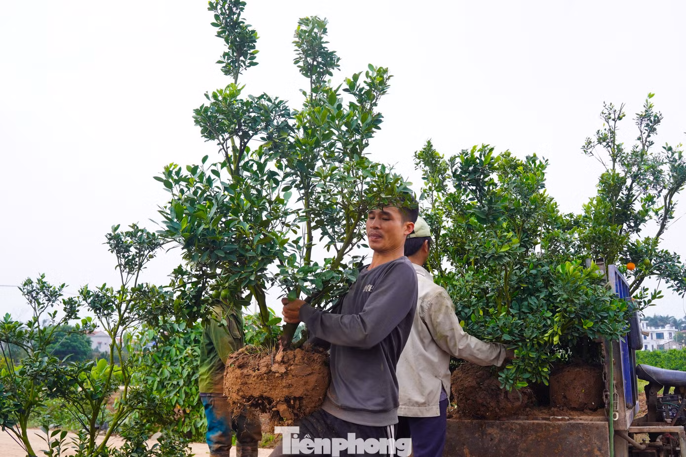 tp-caycanh-27.jpg