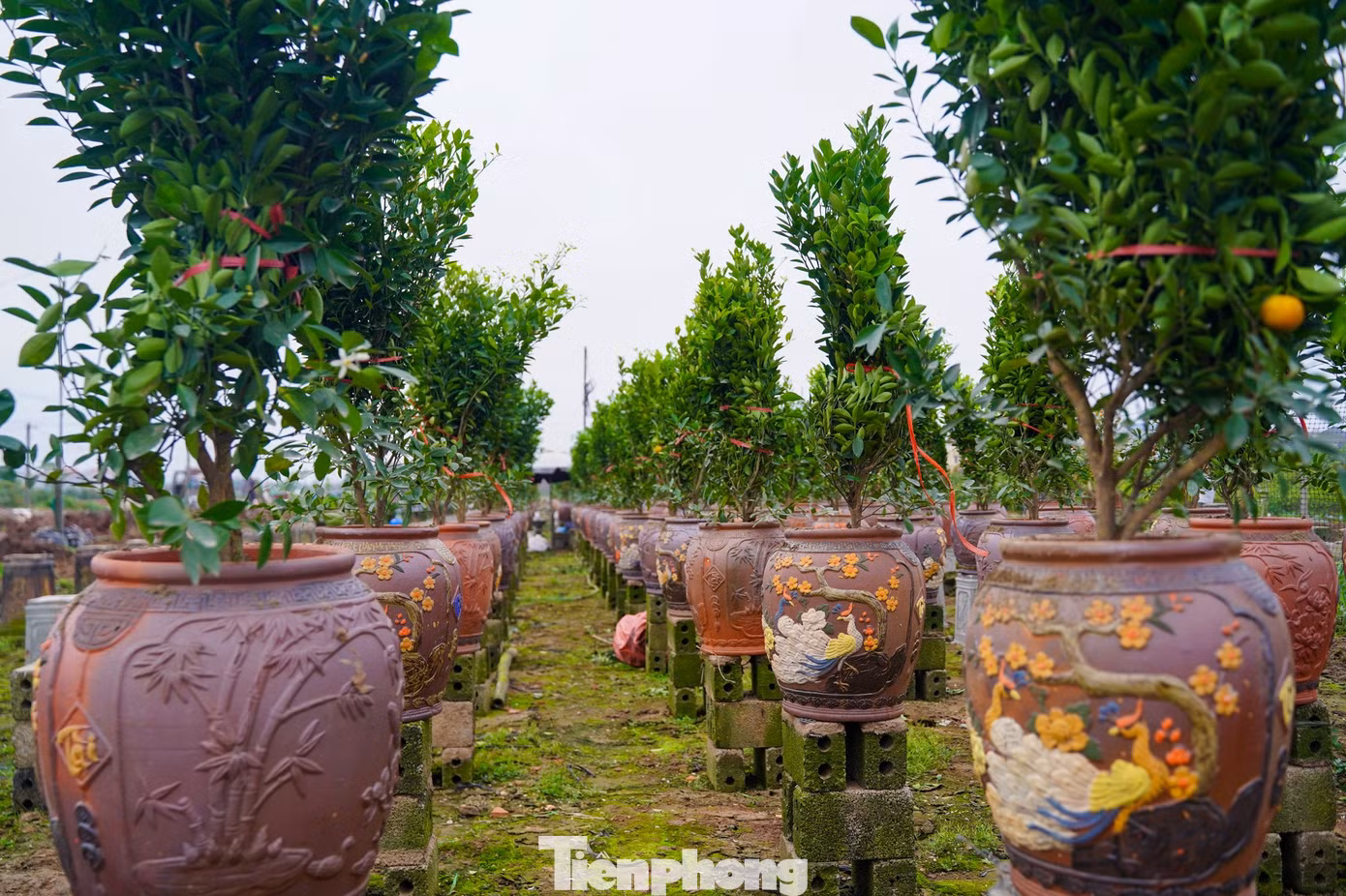 tp-caycanh-19.jpg