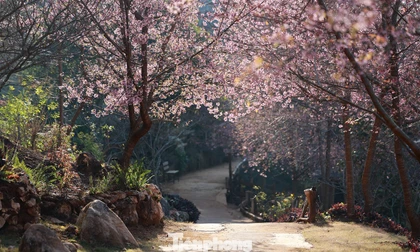 Mai anh đào trên cao nguyên Mộc Châu vào mùa đẹp nhất năm