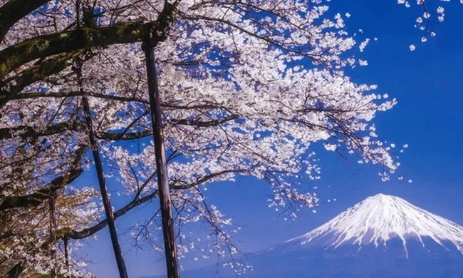 Một thành phố ở Nhật Bản bất ngờ hủy lễ hội hoa anh đào