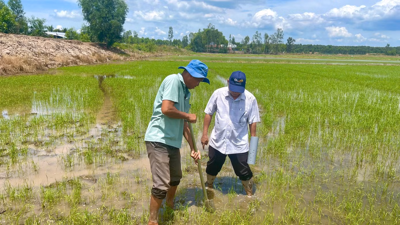 Ông Bùi Quang Sang (áo xanh) cùng nhà khoa học thực nghiệm tại đồng lúa.