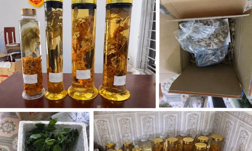 Cô gái lừa bán Sâm Ngọc Linh trên mạng