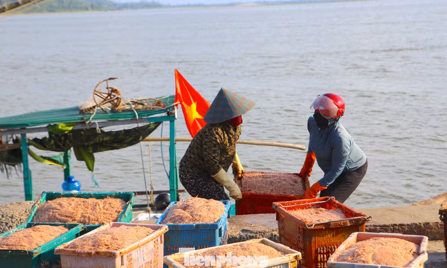 Trúng 'lộc' biển, ngư dân thu tiền triệu mỗi chuyến