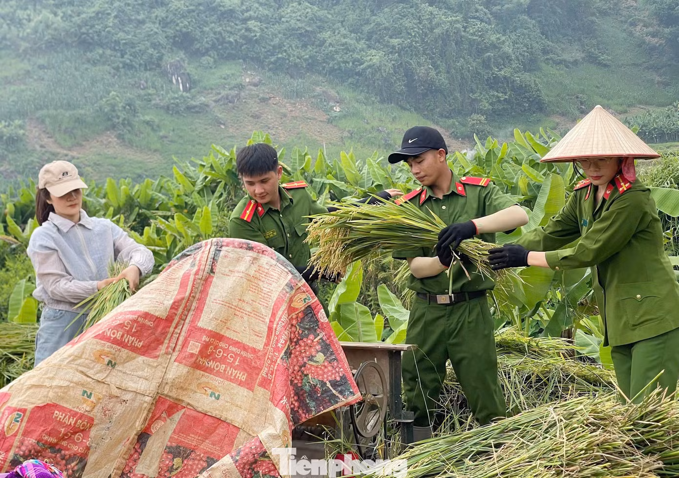 tp-4-ho-tro-nguoi-dan-thu-hoach-lua.jpg