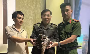 Phát hiện động vật quý hiếm bò trên đường phố