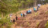 Lâm Đồng trồng mới hàng nghìn cây xanh bảo vệ môi trường