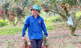 Ðoàn viên, thanh niên tình nguyện bẻ vải giúp gia đình có hoàn cảnh khó khăn