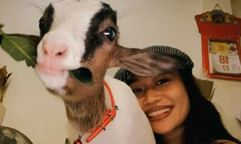 Vợ chồng Hà Nội chi 20 triệu mua dê làm thú cưng, nhà rộn tiếng cười