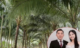 Chú rể Vĩnh Long làm 80 mâm cỗ ở vườn dừa 10.000m², mắc võng cho khách nghỉ ngơi