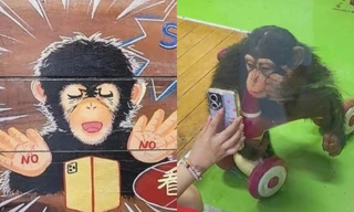 Con tinh tinh tại vườn thú ở Thượng Hải có biểu hiện "ghiền" xem điện thoại