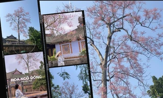 "Tọa độ" hoa ngô đồng xứ Huế: Ngoài Đại nội còn góc cây ở công viên ngát xanh