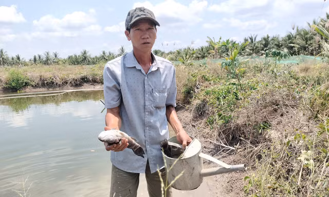 Cá chết hàng loạt nghi do nhiễm nước mặn từ san lấp dự án sân bay Cà Mau