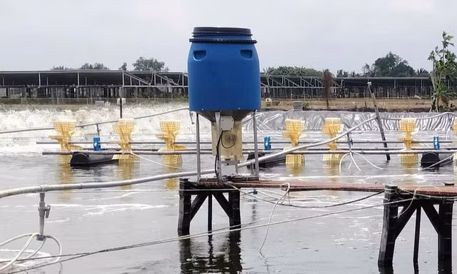 Phát hiện chồng và con nuôi tử vong dưới ao tôm