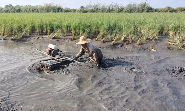 'Quậy bùn' bắt tôm càng xanh 