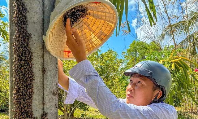 Xem thuần hoá ong trong cột điện